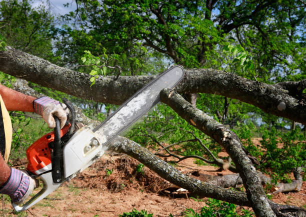 Best Tree Mulching  in Roodhouse, IL